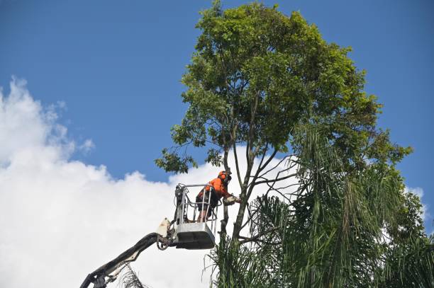 Best Palm Tree Trimming  in USA